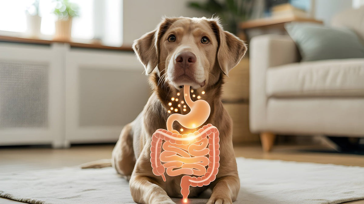 Hund liegt im Wohnzimmer, darüber eine leuchtende Darstellung von Magen und Darm