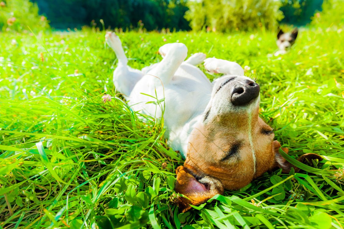 Jack-Russell-Terrier wälzt sich entspannt im sonnigen Gras