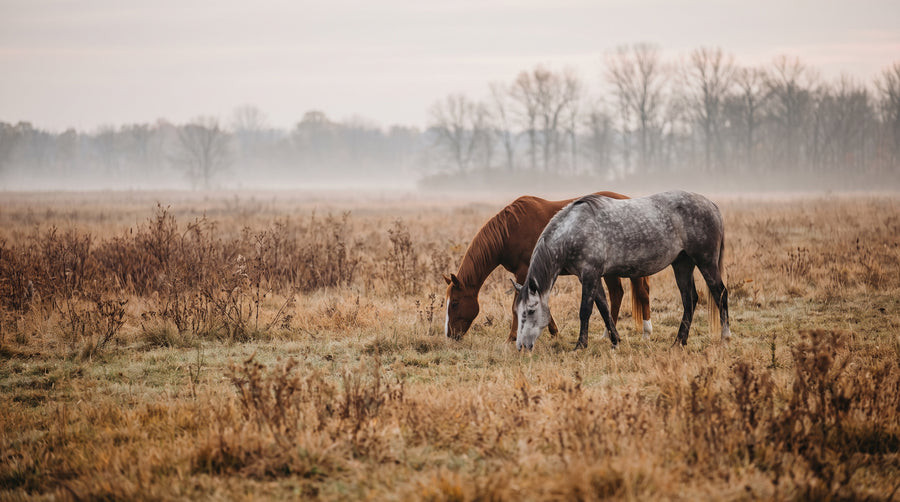 Zwei Pferde grasen ruhig nebeneinander auf einer herbstlichen Weide